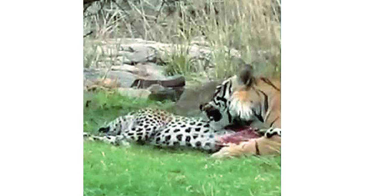 Tiger kills leopard & eats in R’bore, video goes viral